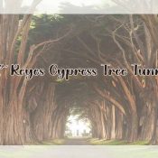 Cypress Tree Tunnel