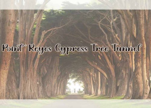 The Story of Point Reyes’ Cypress Tree Tunnel